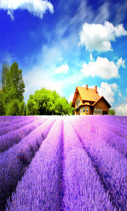 紫色薰衣草唯美风景背景图片素材