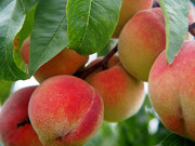 成熟的水蜜桃果树摄影图片