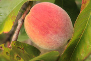 果树上的水蜜桃摄影高清素材