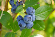 蓝莓果实摄影图片大图