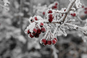 冬季树上红色的果子特写摄影