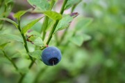 果树上的蓝莓高清图片下载