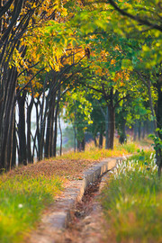 秋季树林图片