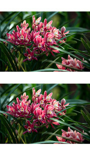 虎頭蘭花圖片