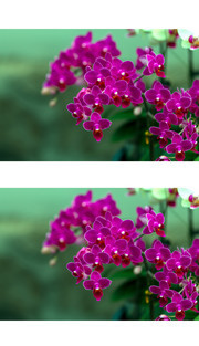 紫色蝴蝶兰照片