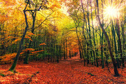 红树林自然风景图片
