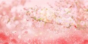 唯美粉色樱花背景素材