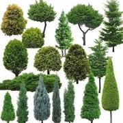 景观树木植物图片素材