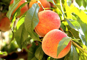 果树上的新鲜桃子摄影图片