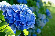 蓝色绣球花花卉特写摄影图片下载