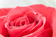 红色玫瑰花高清图