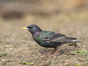 紫翅椋鸟飞鸟摄影图片素材