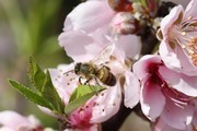 采蜜的蜜蜂摄影图片