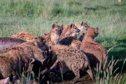 一群斑鬣狗图片