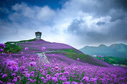 柳叶马鞭草紫色花海风景
