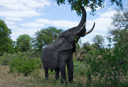 野生大象的摄影图片素材