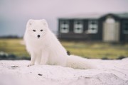 雪地精灵北极狐摄影图片