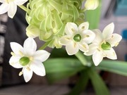 白色花朵花卉摄影大图