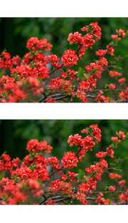 盛开的红贴梗海棠花特写高清大图