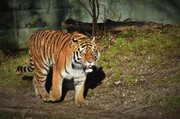 动物园老虎的图片素材