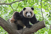 大树上的熊猫图片
