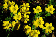 黄色冬菟葵花朵图片