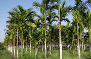 槟榔树摄影图片