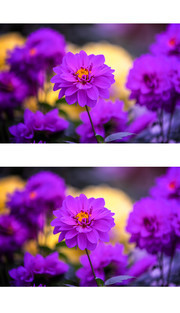 紫色大理花图片
