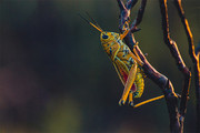 蹦跶的蚂蚱昆虫图片素材