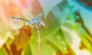 一只蜻蜓的特写摄影图片素材