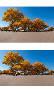 沙漠里胡杨树图片