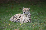 猎豹的动物摄影图片素材