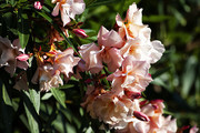 夹竹桃粉色花朵图片素材