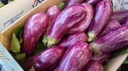 紫皮茄子图片