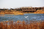 湖水中的天鹅的高清图片下载