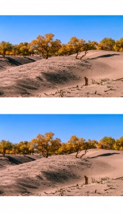沙漠胡杨秋景图片