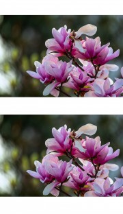 粉色玉兰花摄影图
