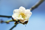 春天枝头盛放的梅花图片