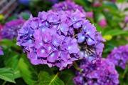 紫色八仙花图片