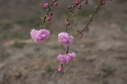 春季盛开的鲜艳桃花图片