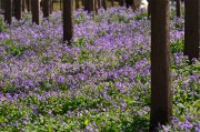 紫色花朵树林风景图片素材