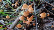 毒蘑菇的摄影图片素材