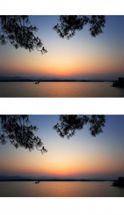 松枝前景湖上落日
