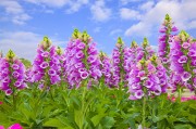 紫色的花卉图片素材