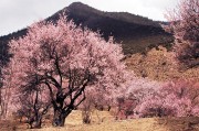 桃花树林风景图片