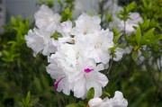 白色杜鵑花花卉圖片高清