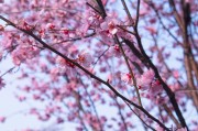 盛开的粉色樱花图片素材