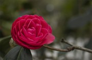 红色茶花花朵图片