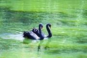 碧绿湖面上两只黑天鹅摄影图片