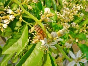 黄皮花和蜜蜂的图片素材